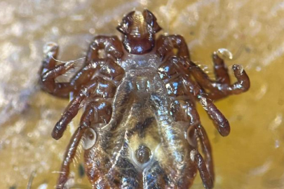 30’dan fazla hastalık taşıyan kene Türkiye'de görüldü