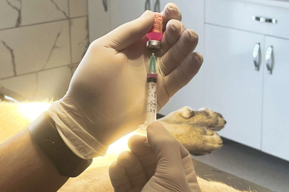 İstanbul'daki Kuduz Vakaları